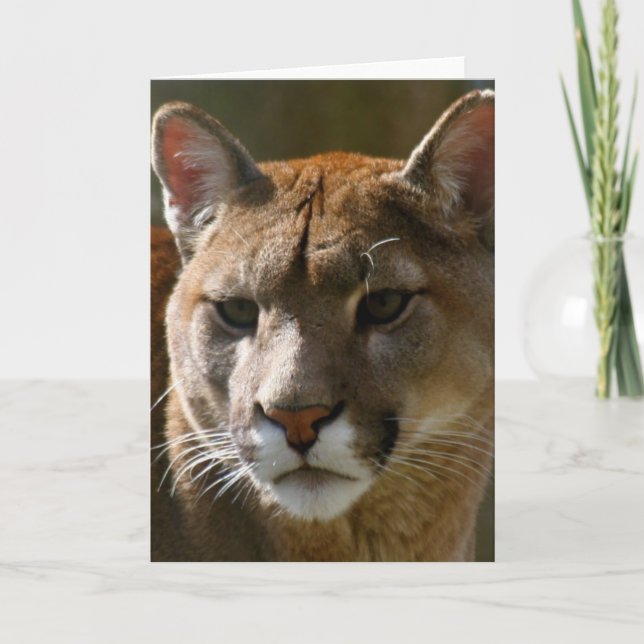 Puma-Katzen-Gruß-Karte Karte (Vorderseite)