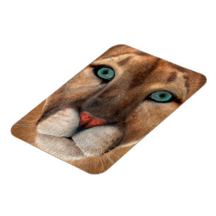 Puma Magnet
