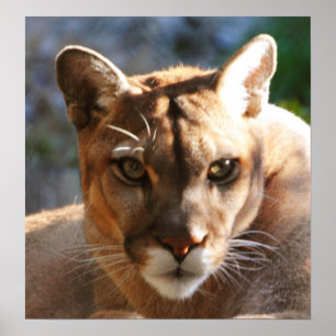 Puma-Nahaufnahme Poster