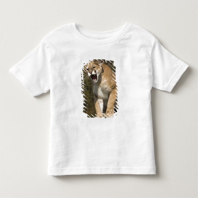 Puma oder Berglöwe, Puma concolor, Captive - Kleinkind T-shirt (Vorderseite)