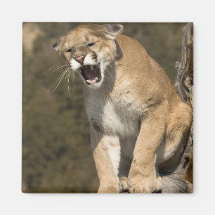 Puma oder Berglöwe, Puma concolor, Captive - Magnet