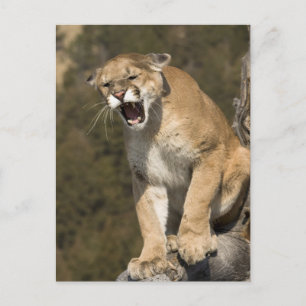 Puma oder Berglöwe, Puma concolor, Captive - Postkarte
