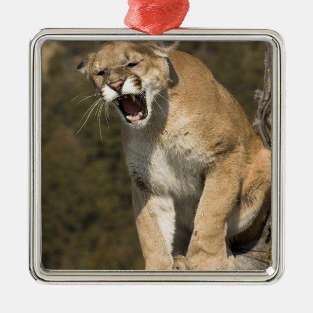 Puma oder Berglöwe, Puma concolor, Captive - Silbernes Ornament (Vorne)