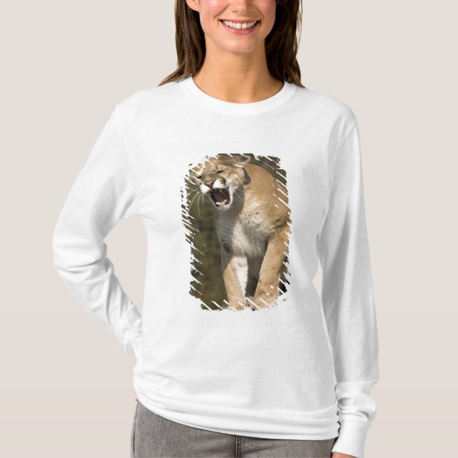 Puma oder Berglöwe, Puma concolor, Captive - T-Shirt (Vorderseite)