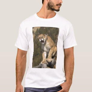Puma oder Berglöwe, Puma concolor, Captive - T-Shirt
