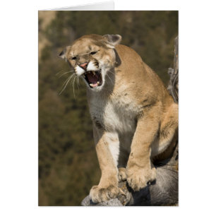 Puma oder Berglöwe, Puma concolor, in Gefangenscha