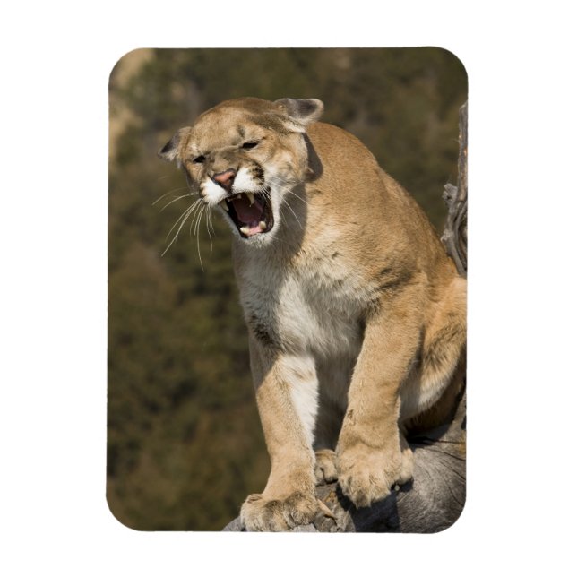 Puma oder Berglöwe, Puma concolor, in Gefangenscha Magnet (Vertikal)