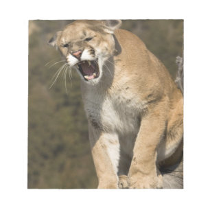 Puma oder Berglöwe, Puma concolor, in Gefangenscha Notizblock