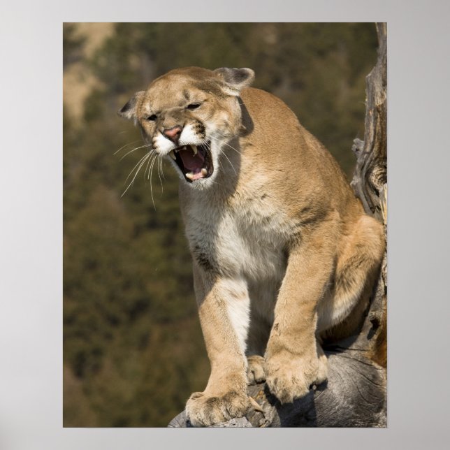 Puma or mountain lion, puma concolor, Captive - Poster (Vorne)