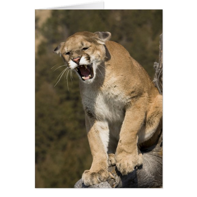 Puma ou lion de montagne, puma concolor, En captiv (Devant)