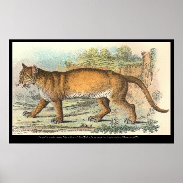 Puma Poster (Vorne)