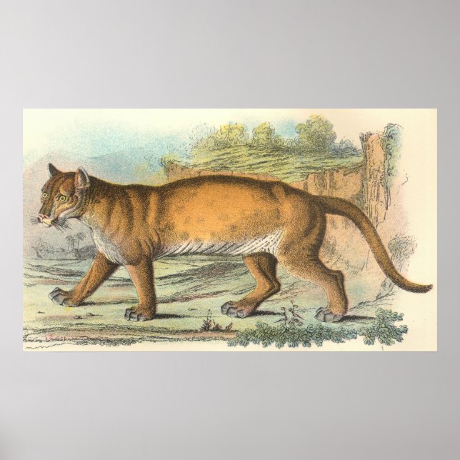 Puma Poster (Vorne)