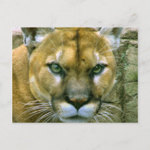 Puma Postkarte