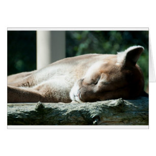 Puma somnolent, vous êtes adorables
