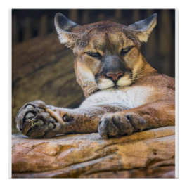 Puma-Wildlife-Wandkunst-Foto-Naturdruck Poster