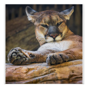 Puma-Wildlife-Wandkunst-Foto-Naturdruck Poster