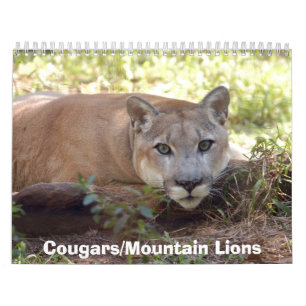 Pumas tragen, Pumas/Berglöwen ein Kalender