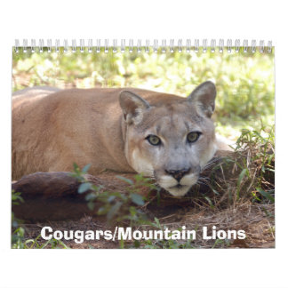 Pumas tragen, Pumas/Berglöwen ein Kalender