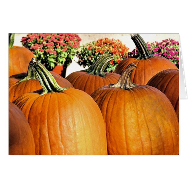 Pumkins (Devant horizontal)