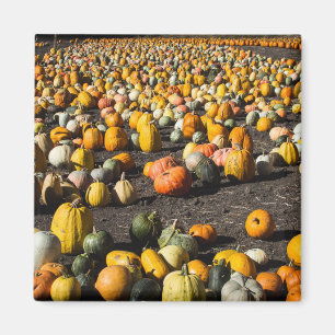Pumkins Magnet