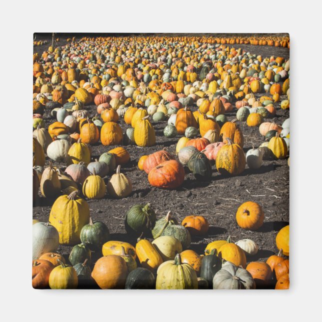 Pumkins Magnet (Vorne)