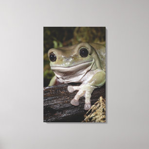 Pummelig Baum-Frosch. Lächelnder Frosch. Litoria Leinwanddruck