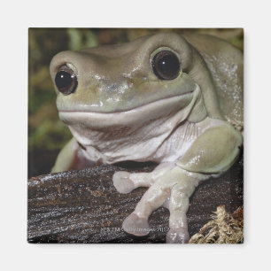 Pummelig Baum-Frosch. Lächelnder Frosch. Litoria Magnet
