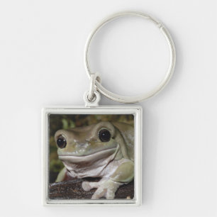 Pummelig Baum-Frosch. Lächelnder Frosch. Litoria Schlüsselanhänger
