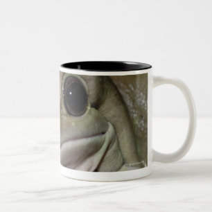 Pummelig Baum-Frosch. Lächelnder Frosch. Litoria Zweifarbige Tasse