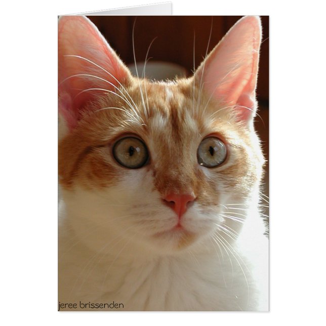 Pumpernickel (Vorne)