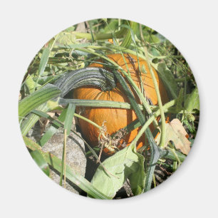 Pumpkin auf Weinbaufotografie Magnet