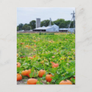 Pumpkin-Farm Postkarte