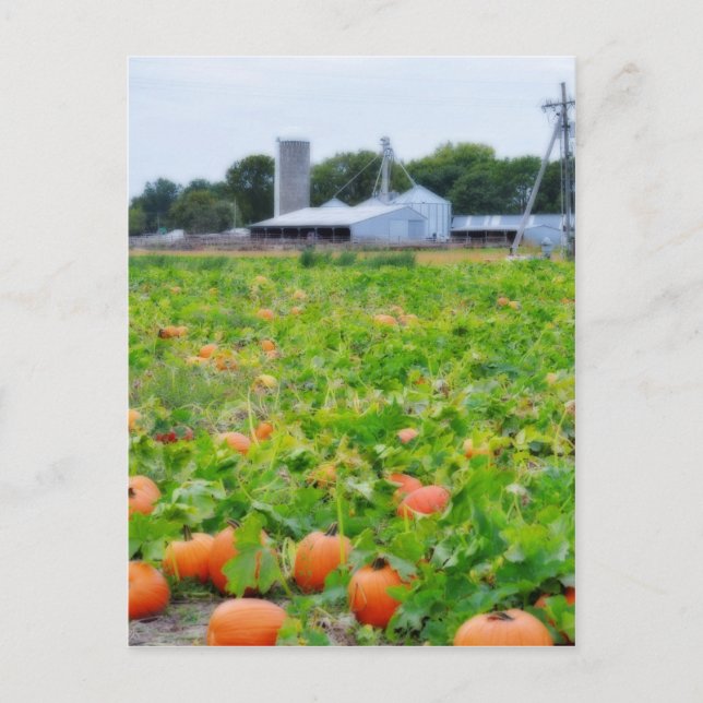 Pumpkin-Farm Postkarte (Vorderseite)