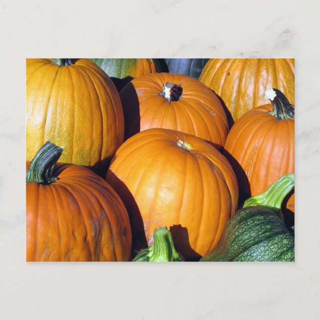 Pumpkin Harvest Postkarte (Vorderseite)
