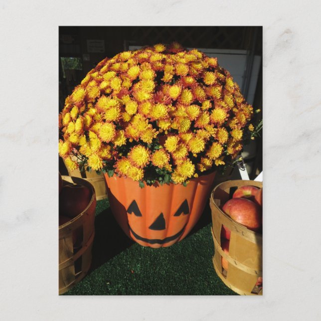 Pumpkin Mum Postkarte (Vorderseite)