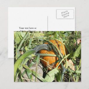 Pumpkin on Vine Nature Fotografy Personalisiert Postkarte