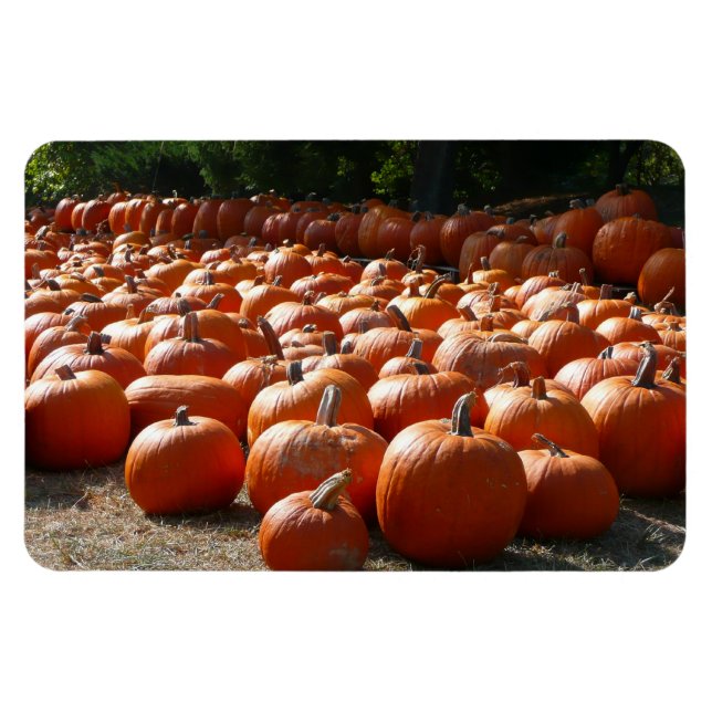Pumpkin Patch Herbsternte Fotografie Magnet (Horizontal)