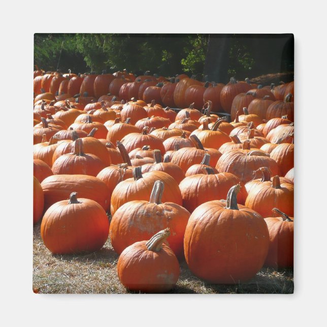 Pumpkin Patch Herbsternte Fotografie Magnet (Vorne)