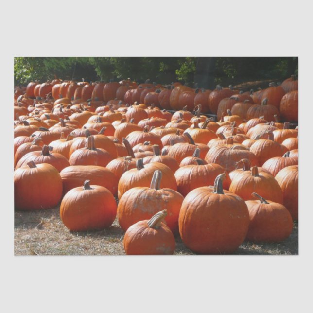 Pumpkin Patch Herbsternte Fotografie Seidenpapier (Vorderseite)