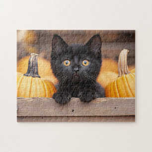 Pumpkin Patch Kitten