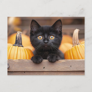 Pumpkin Patch Kitten Postkarte
