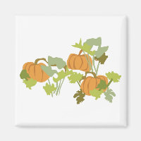 Pumpkin Patch