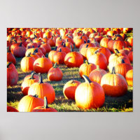 Pumpkin Patch