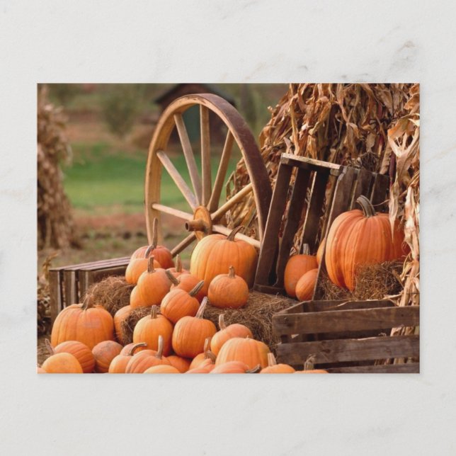 Pumpkin Patch Postkarte (Vorderseite)