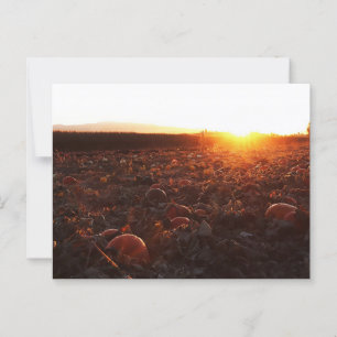 Pumpkin Patch Sunset B Postkarte