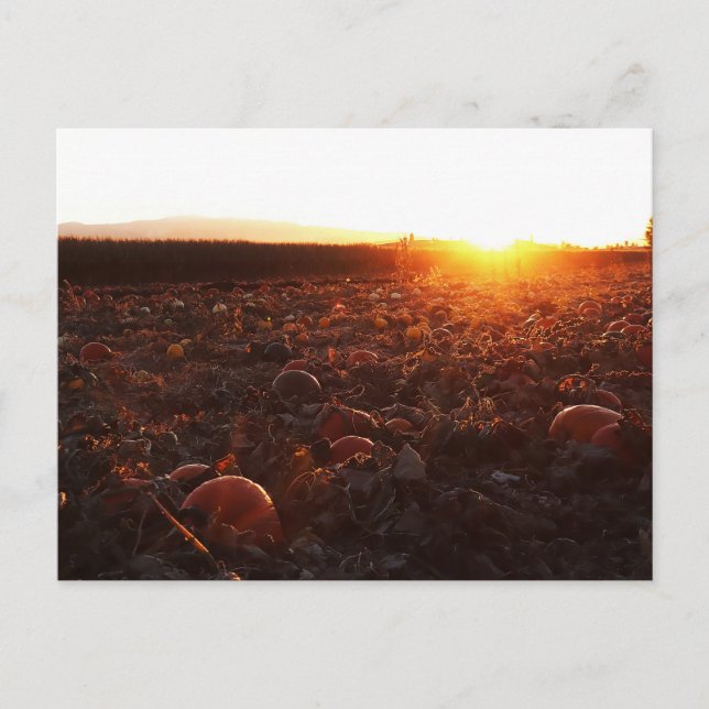 Pumpkin Patch Sunset B Postkarte (Vorderseite)