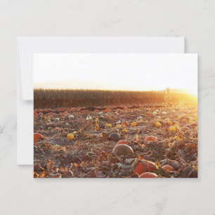 Pumpkin Patch Sunset C Postkarte