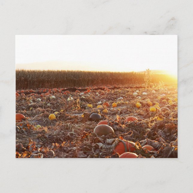 Pumpkin Patch Sunset C Postkarte (Vorderseite)