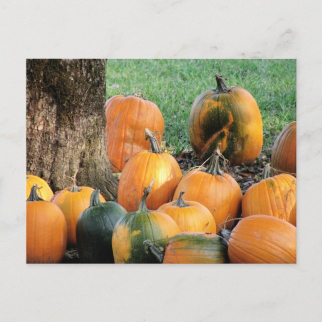 Pumpkin-Pflaster durch einen Baum Postkarte (Vorderseite)