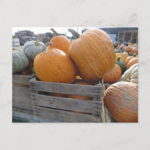 Pumpkin Pile Postkarte